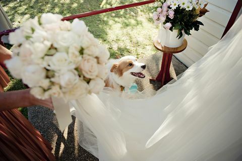 Anjing di resepsi pernikahan