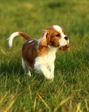 anak anjing angkuh raja charles spaniel di atas rumput