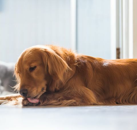 anjing menjilati cakarnya