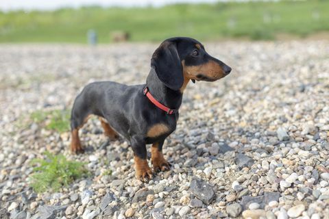 Anak anjing dachshund di pantai.