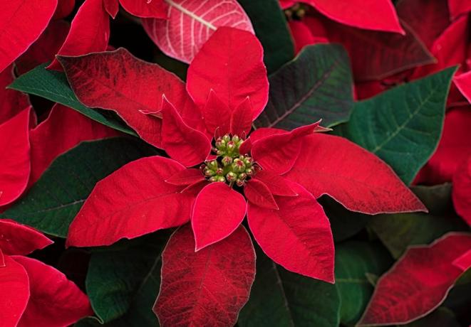 bunga poinsettia