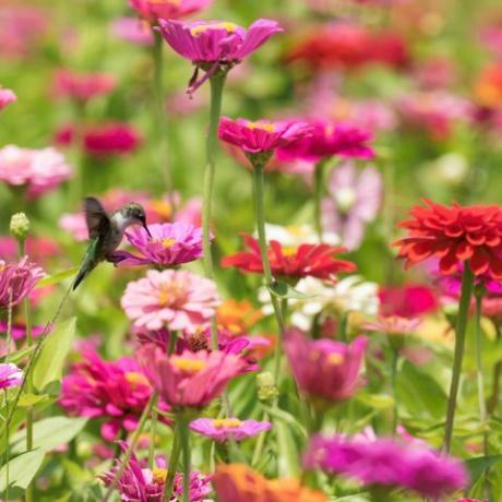 Burung Kolibri dan Bunga Zinnia Merah Muda Vibrant Berwarna-warni di Kebun