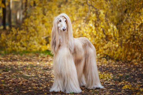 anjing, anjing afghan cantik, potret panjang penuh, dengan latar belakang hutan musim gugur, ruang untuk teks