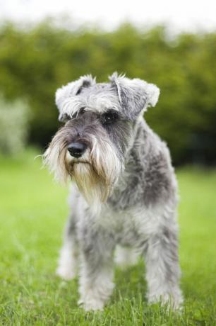 schnauzer miniatur