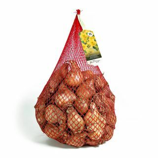 Country Living 2,5 KG Daffodil Inggris Kuning