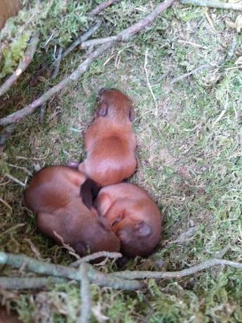 anak kucing tupai merah langka tertangkap kamera di pulau laut coklat