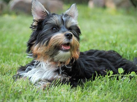 yorkshire terrier bersantai di lapangan berumput