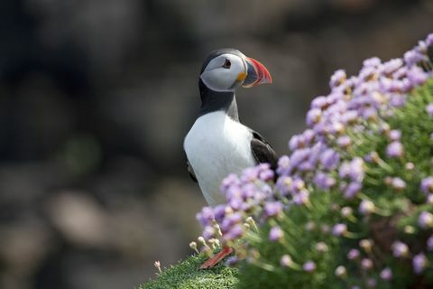 puffin