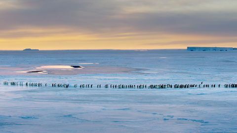 Foto penguin kaisar Dinasti