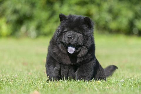 anak anjing chow chow hitam yang duduk