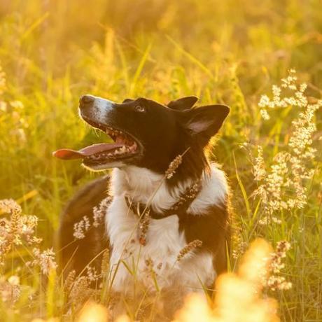 anjing border collie di lapangan