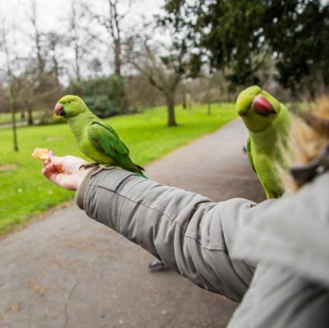 burung beo london