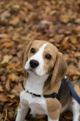 anak anjing beagle lucu di dedaunan musim gugur melihatmu