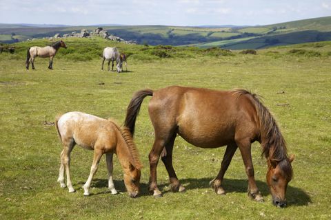 Kuda dartmoor