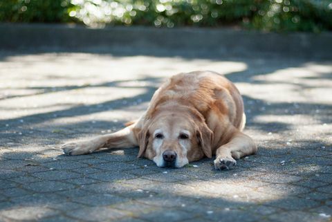 anjing berbaring di tempat teduh