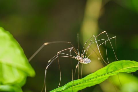 Laba-laba kaki panjang