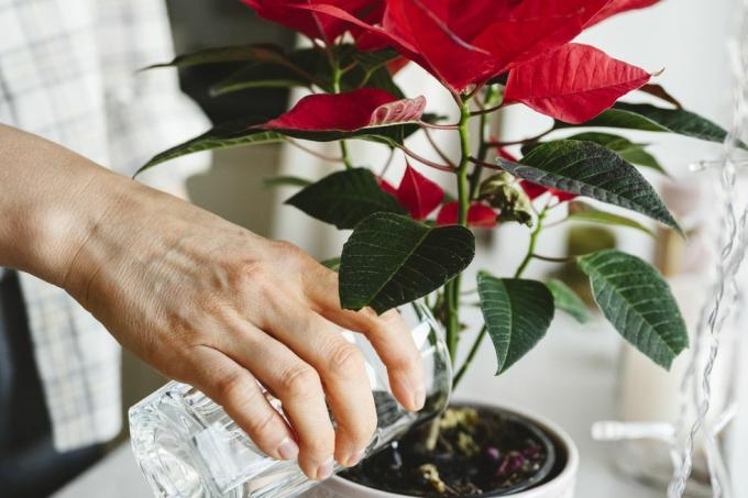 wanita menyiram tanaman poinsettia di ambang jendela di rumah