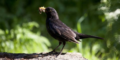 Blackbird mengumpulkan material sarang