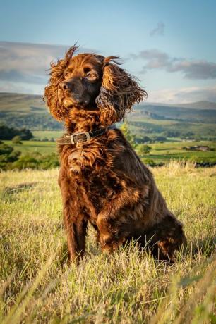 potret seekor cocker spaniel duduk di atas rumput