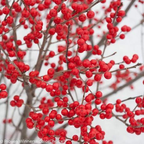 Ilex verticillata 'Berry Poppins' (perempuan)