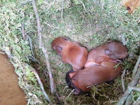 anak kucing tupai merah langka tertangkap kamera di pulau laut coklat