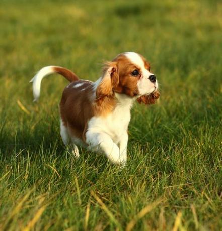 angkuh raja charles spaniel