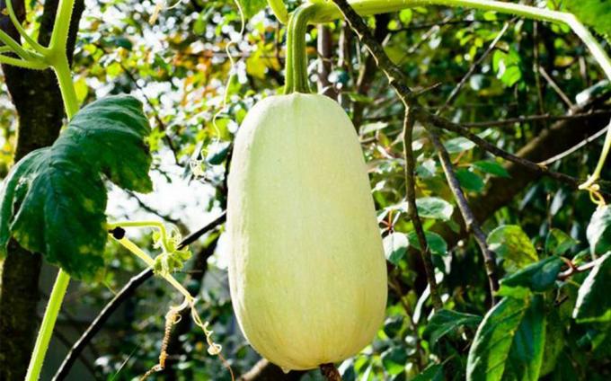 cousa squash di taman dari jenis tiang labu