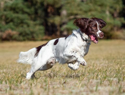 Springer Inggris bermain spaniel