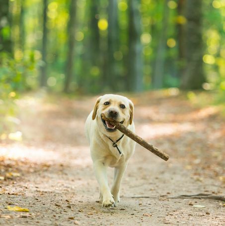 gambar closeup seekor anjing labrador retriever kuning membawa tongkat di hutan