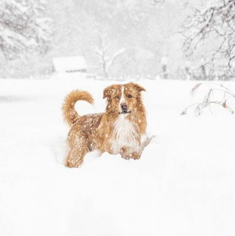 anjing di salju