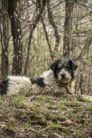 anjing gembala mioritic romanian - anjing penjaga terbaik