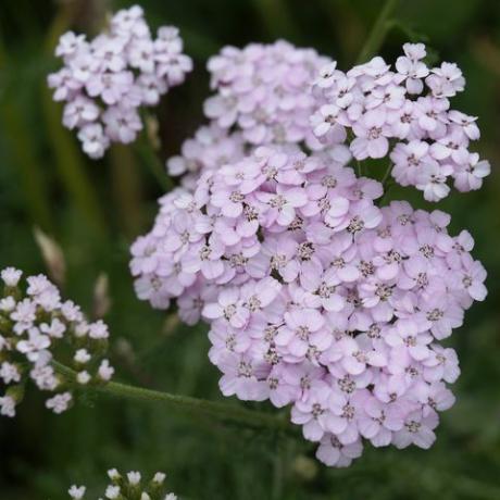 yarrow umum