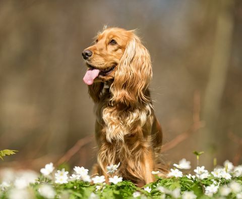 ayam spaniel