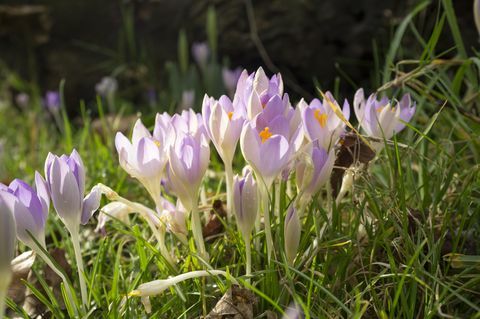 crocus