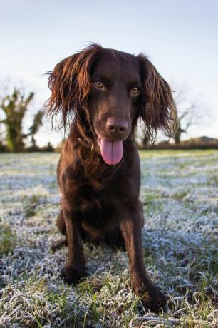 boykin spaniel