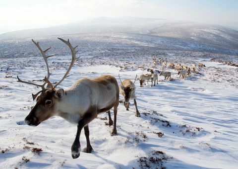 rusa kutub scotland