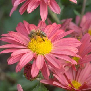 Coral Daisy Mammoth Mum