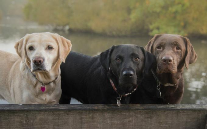 tiga warna labrador