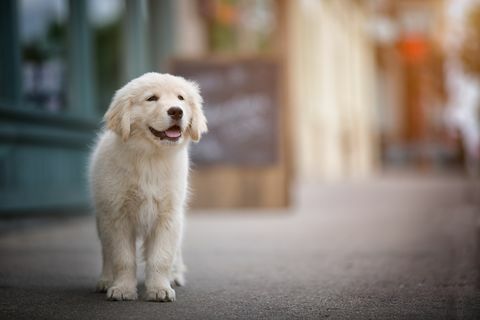 Anjing Golden Retriever di trotoar