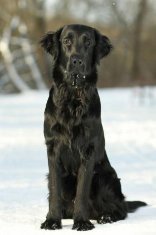 Retriever berlapis datar