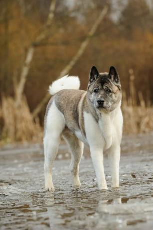 akita - anjing penjaga terbaik