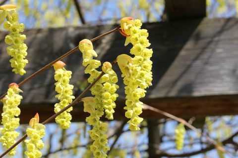 bunga winterhazel cina dalam kelompok di waktu musim semi di st gallen, swiss nama ilmiahnya adalah corylopsis sinensis, asli cina