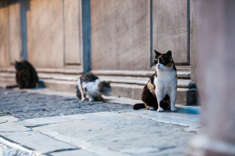 kucing duduk di jalan setapak