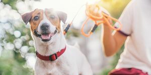 anjing jack russell yang gembira dan ceria bersantai dan beristirahat di taman gress di taman luar ruangan dan di luar pada liburan musim panas