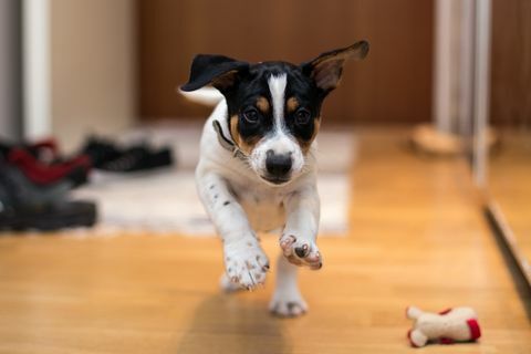 Terrier Tikus Muda berlari di rumah