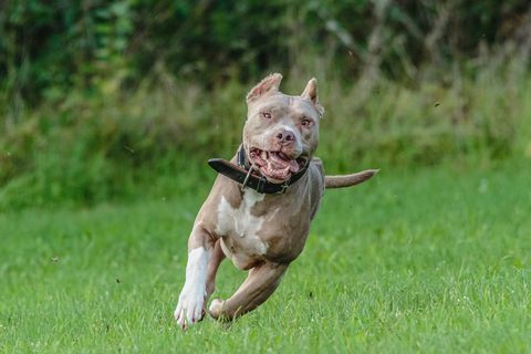 pit bull amerika berlari di lapangan