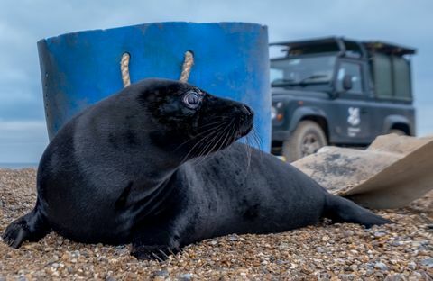 segel hitam langka ditangkap di norfolk