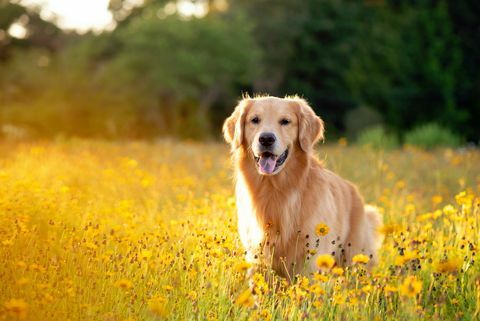 golden retriever di lapangan dengan bunga kuning