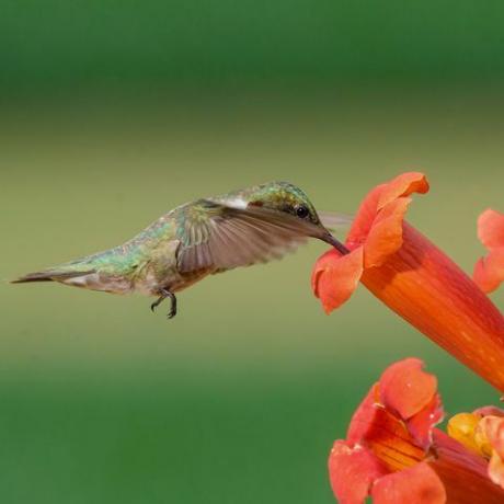 Burung Kolibri dan Bunga Trumpet yang telah dihancurkan oleh Ruby