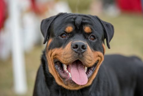 gambar kepala rottweiler